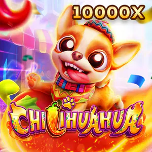 Fa Cai Chihuahua